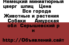 Немецкий миниатюрный(цверг) шпиц › Цена ­ 50 000 - Все города Животные и растения » Собаки   . Амурская обл.,Серышевский р-н